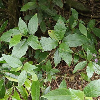 Solanum inaequilaterum unspecified picture