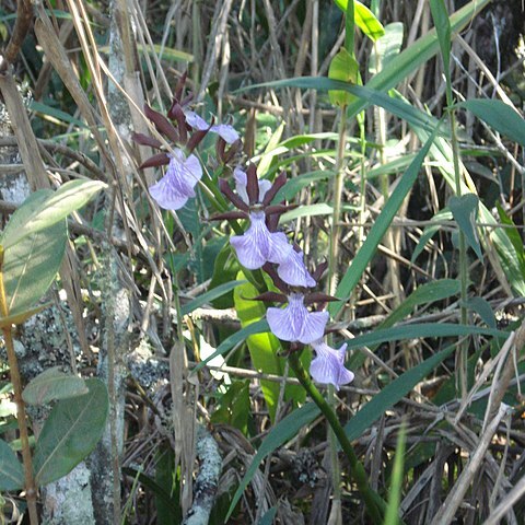 Zygopetalum triste unspecified picture