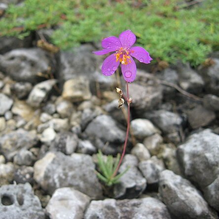 Phemeranthus calcaricus unspecified picture