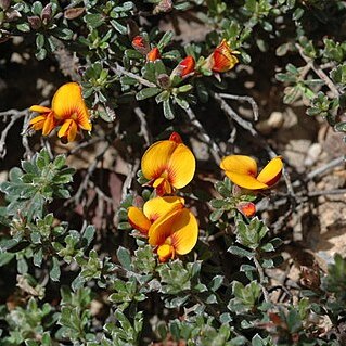 Pultenaea microphylla unspecified picture