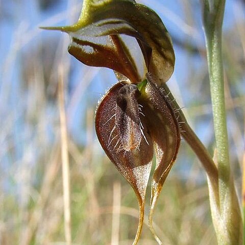 Pterostylis cheraphila unspecified picture