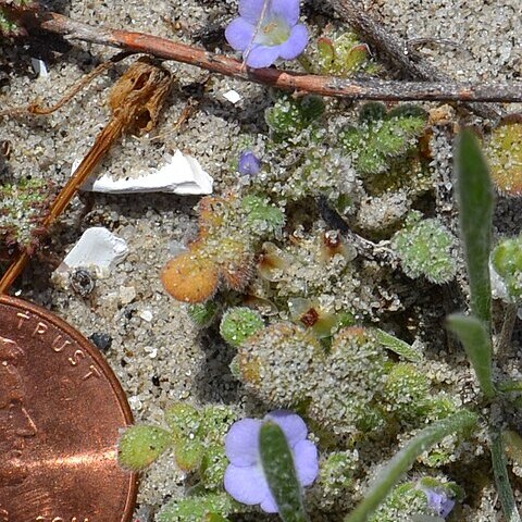 Phacelia stellaris unspecified picture