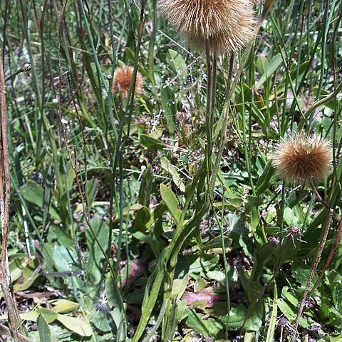 Stenachaenium campestre unspecified picture