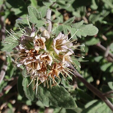 Phacelia hydrophylloides unspecified picture