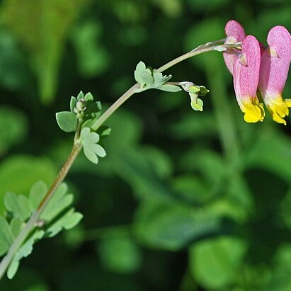 Capnoides sempervirens unspecified picture