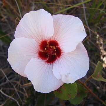 Peltaea polymorpha unspecified picture