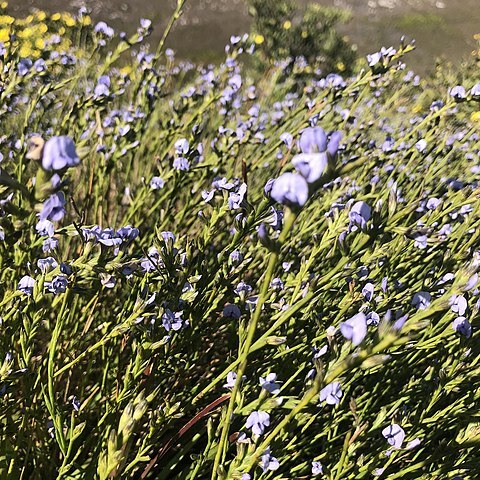 Psoralea restioides unspecified picture