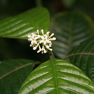 Psychotria unspecified picture