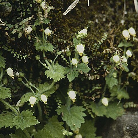 Scrophularia kotschyana unspecified picture