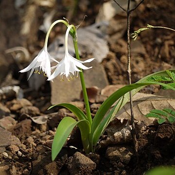 Pancratium triflorum unspecified picture