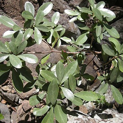 Psychotria daphnoides unspecified picture