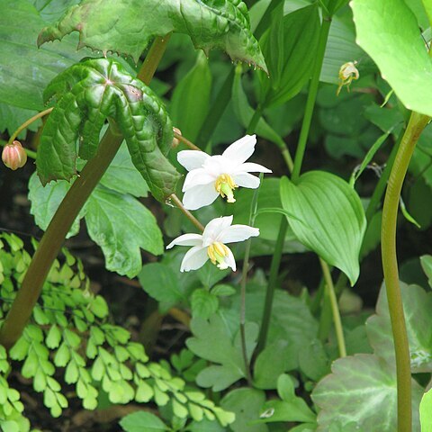 Podophyllum aurantiocaule unspecified picture