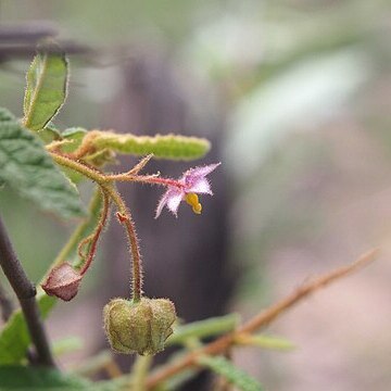 Seringia corollata unspecified picture