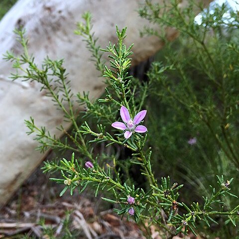 Philotheca salsolifolia unspecified picture