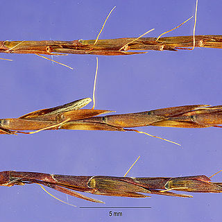 Schizachyrium tenerum unspecified picture