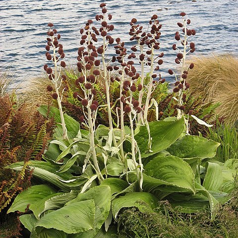 Pleurophyllum criniferum unspecified picture