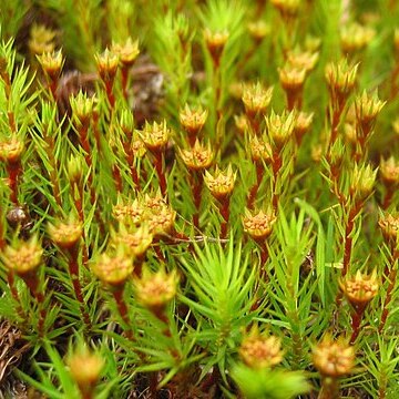 Polytrichum strictum unspecified picture