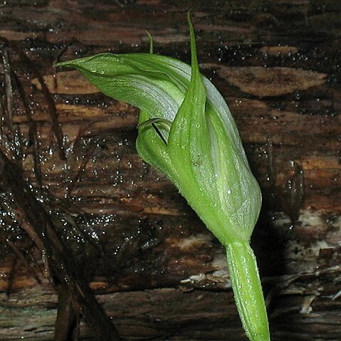 Pterostylis aneba unspecified picture