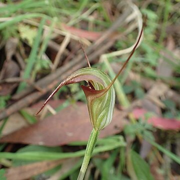 Pterostylis abrupta unspecified picture