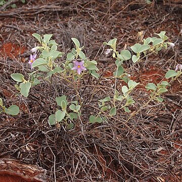 Solanum orbiculatum unspecified picture