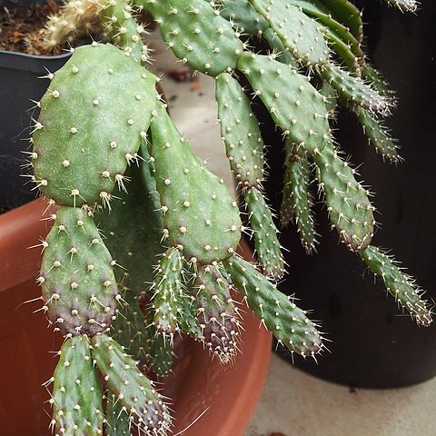 Schlumbergera opuntioides unspecified picture