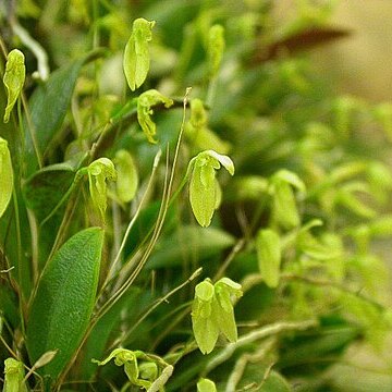 Pleurothallopsis nemorosa unspecified picture