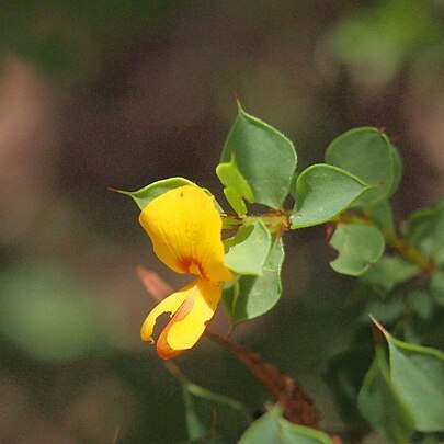 Pultenaea spinosa unspecified picture