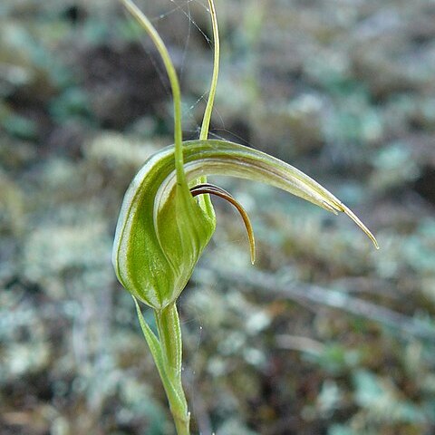 Pterostylis longipetala unspecified picture