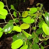 Shorea polysperma unspecified picture