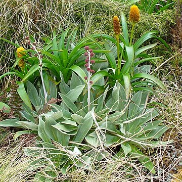 Pleurophyllum hookeri unspecified picture