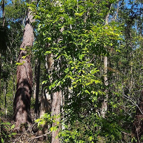 Pittosporum ferrugineum unspecified picture