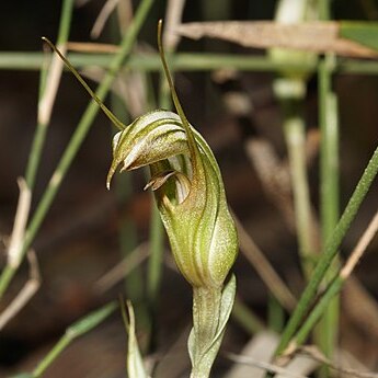 Pterostylis ophioglossa unspecified picture