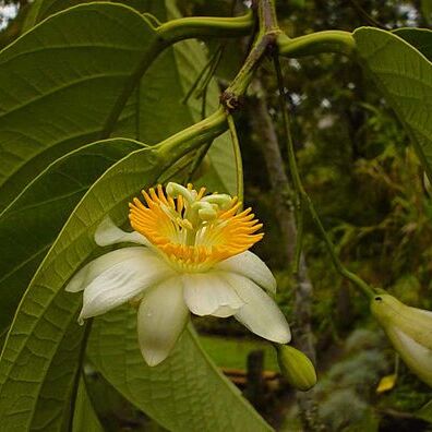 Passiflora arborea unspecified picture