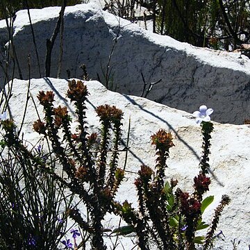 Roella amplexicaulis unspecified picture