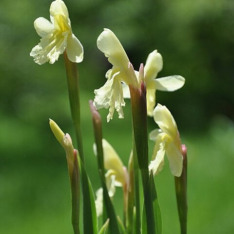 Roscoea cautleyoides unspecified picture