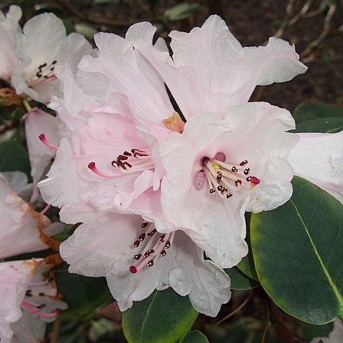 Rhododendron cyanocarpum unspecified picture