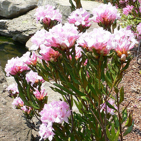 Rhododendron minus var. chapmanii unspecified picture