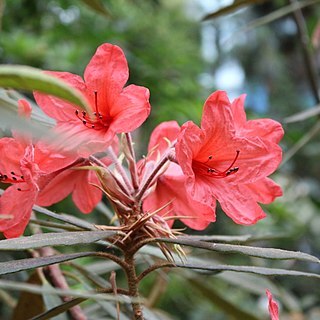 Rhododendron griersonianum unspecified picture