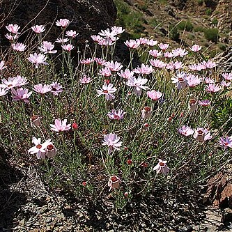 Rhodanthemum gayanum unspecified picture