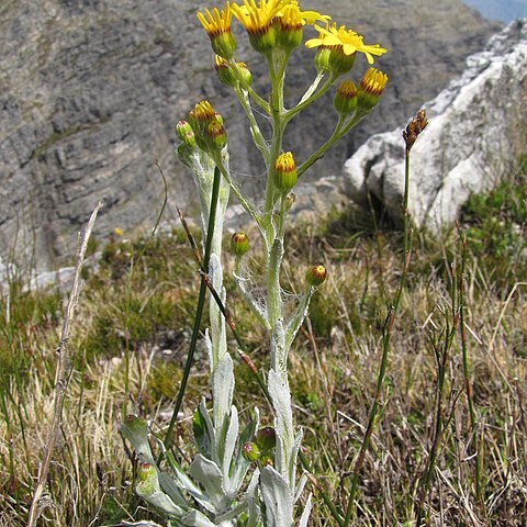 Oresbia heterocarpa unspecified picture