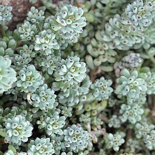 Graptopetalum pachyphyllum unspecified picture