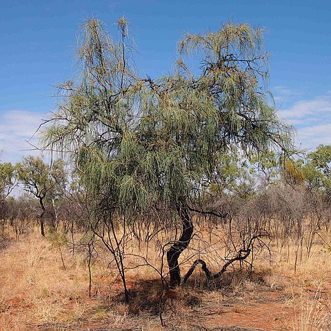 Hakea chordophylla unspecified picture