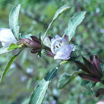 Hygrophila pogonocalyx unspecified picture