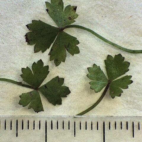 Hydrocotyle tripartita unspecified picture