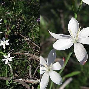 Hesperantha falcata unspecified picture