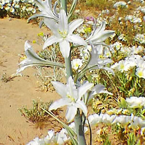 Hesperocallis undulata unspecified picture