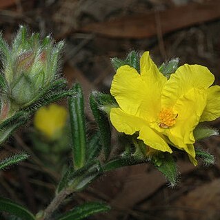 Hibbertia platyphylla unspecified picture