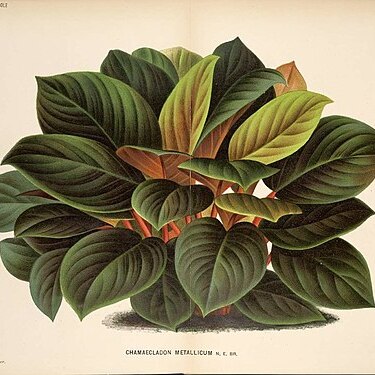 Homalomena metallica unspecified picture