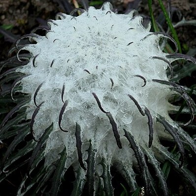 Saussurea gossipiphora unspecified picture