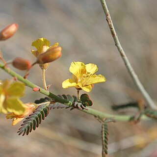 Hoffmannseggia microphylla unspecified picture